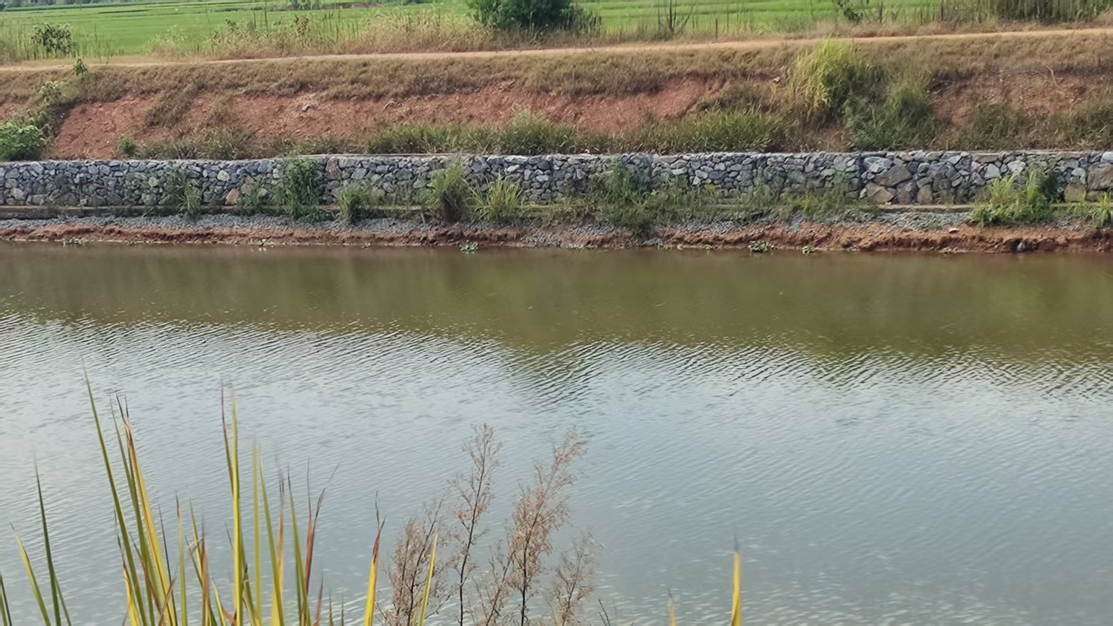 湘江流域衡东县段白衣港河-沅河水环境综合治理及生态修复工程