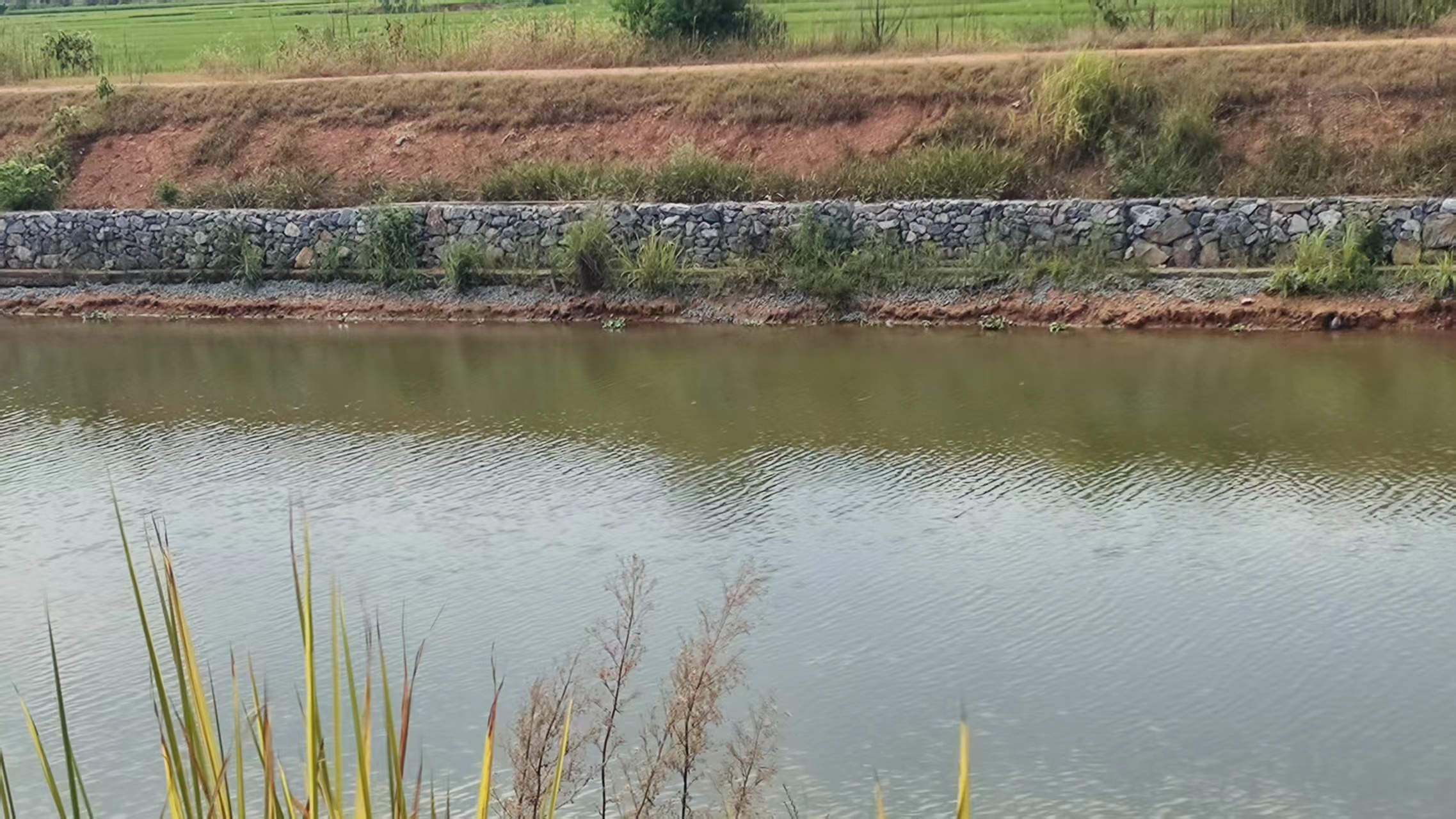 白衣港河沅河水环境综合治理及生态修复工程